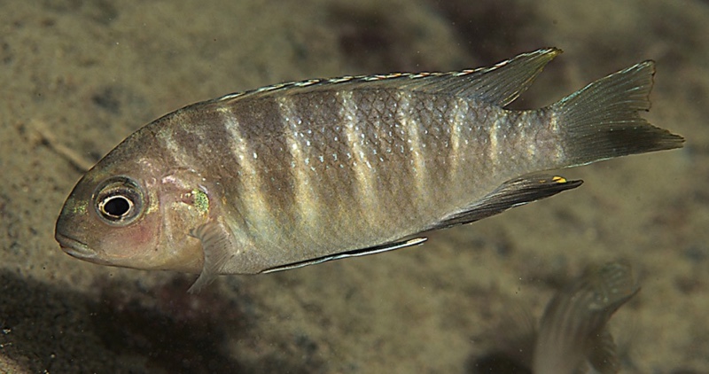 Tropheops sp. 'boadzulu' Boadzulu Island
